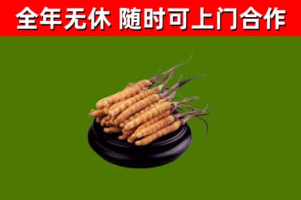 恩施烟酒回收冬虫夏草.jpg