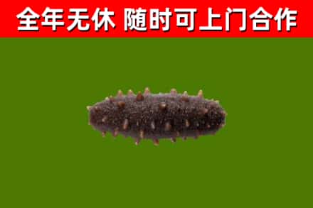 恩施烟酒回收干海参.jpg